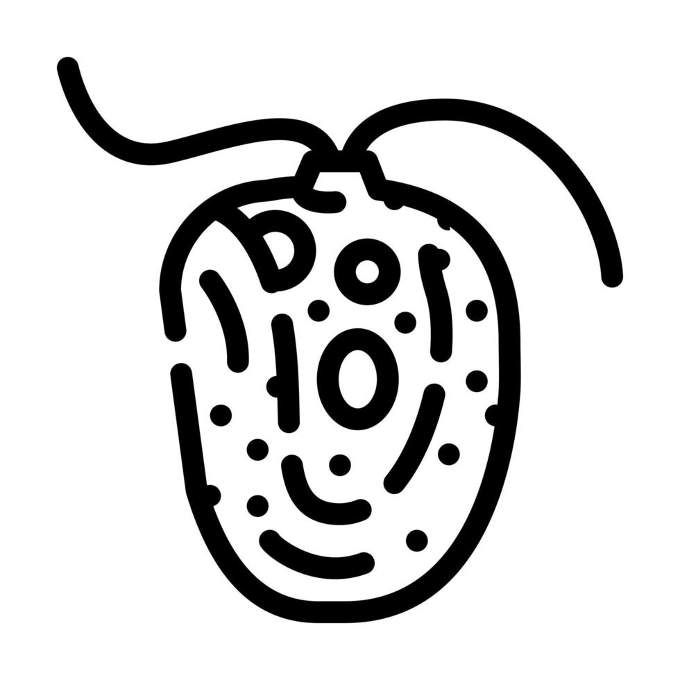 chlamydomonas reinhardtii zeewier lijn pictogram vectorillustratie vector