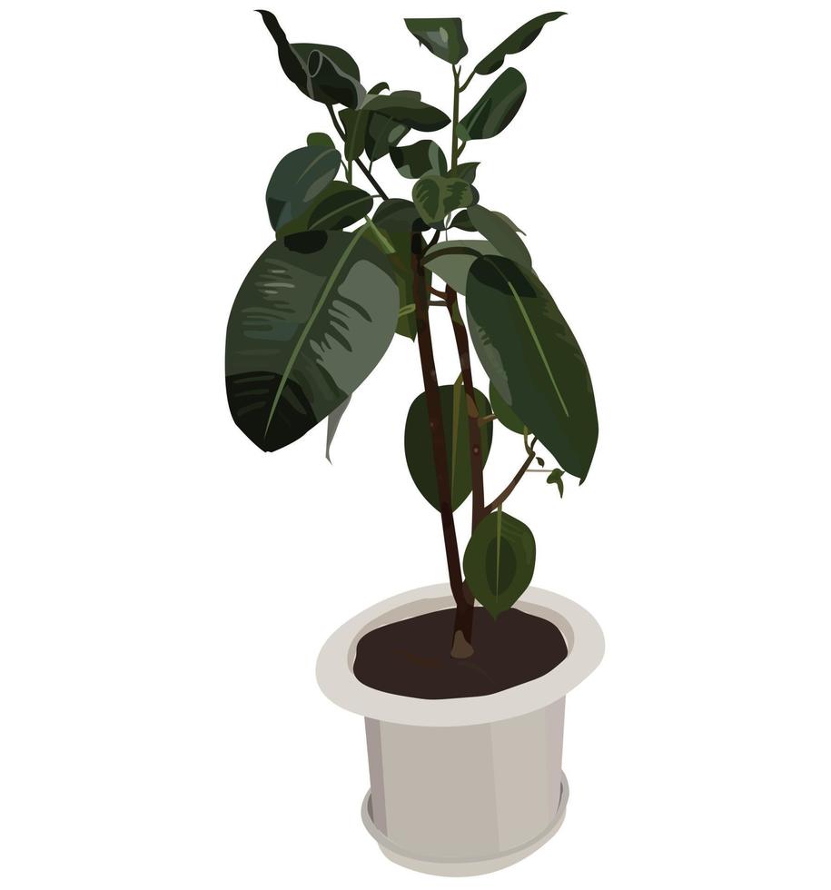 ficus. exotische plant in een pot. vector voorraad illustratie geïsoleerd op een witte achtergrond.