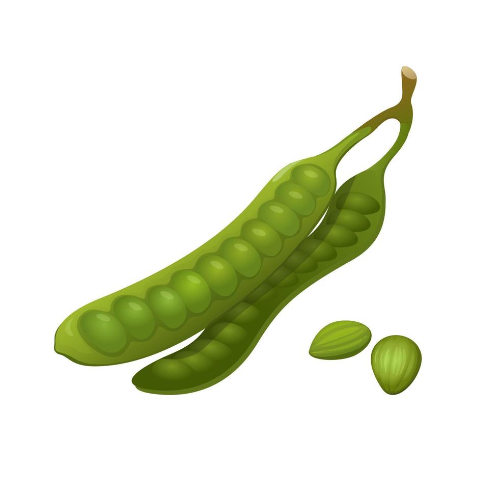 parkia speciosa aka petai of stinkboon is groente voor Aziatische traditionele voedselobjecten set illustratie vector