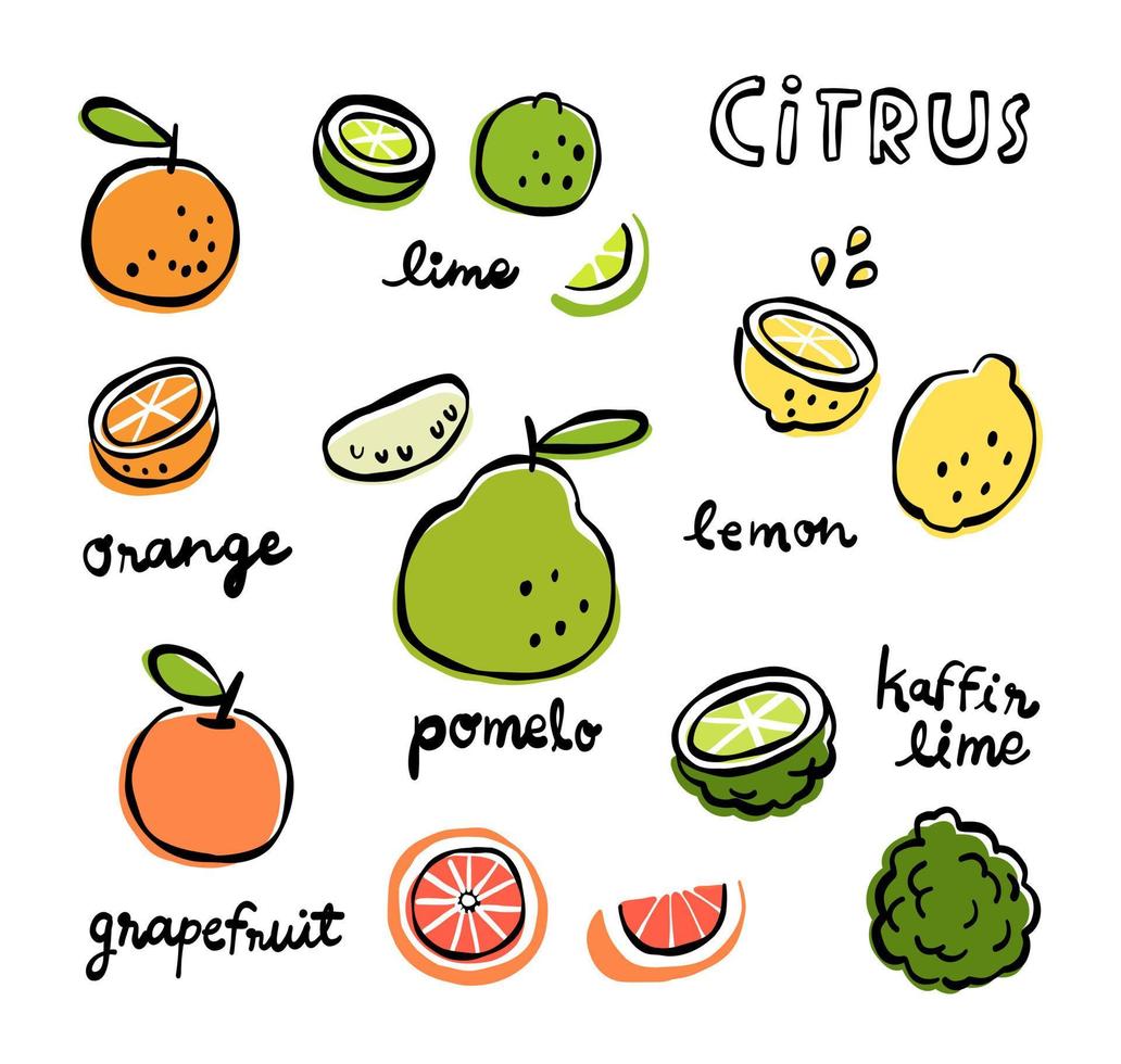 set van citrusvruchten handgetekende stijl vector