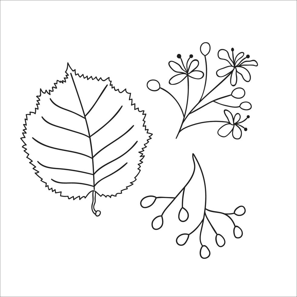 vector set lijn linde tree elementen geïsoleerd op een witte achtergrond. botanische illustratie van lindeblad, brunch, bloemen, fruit, ament, kegel. zwart-wit illustraties.