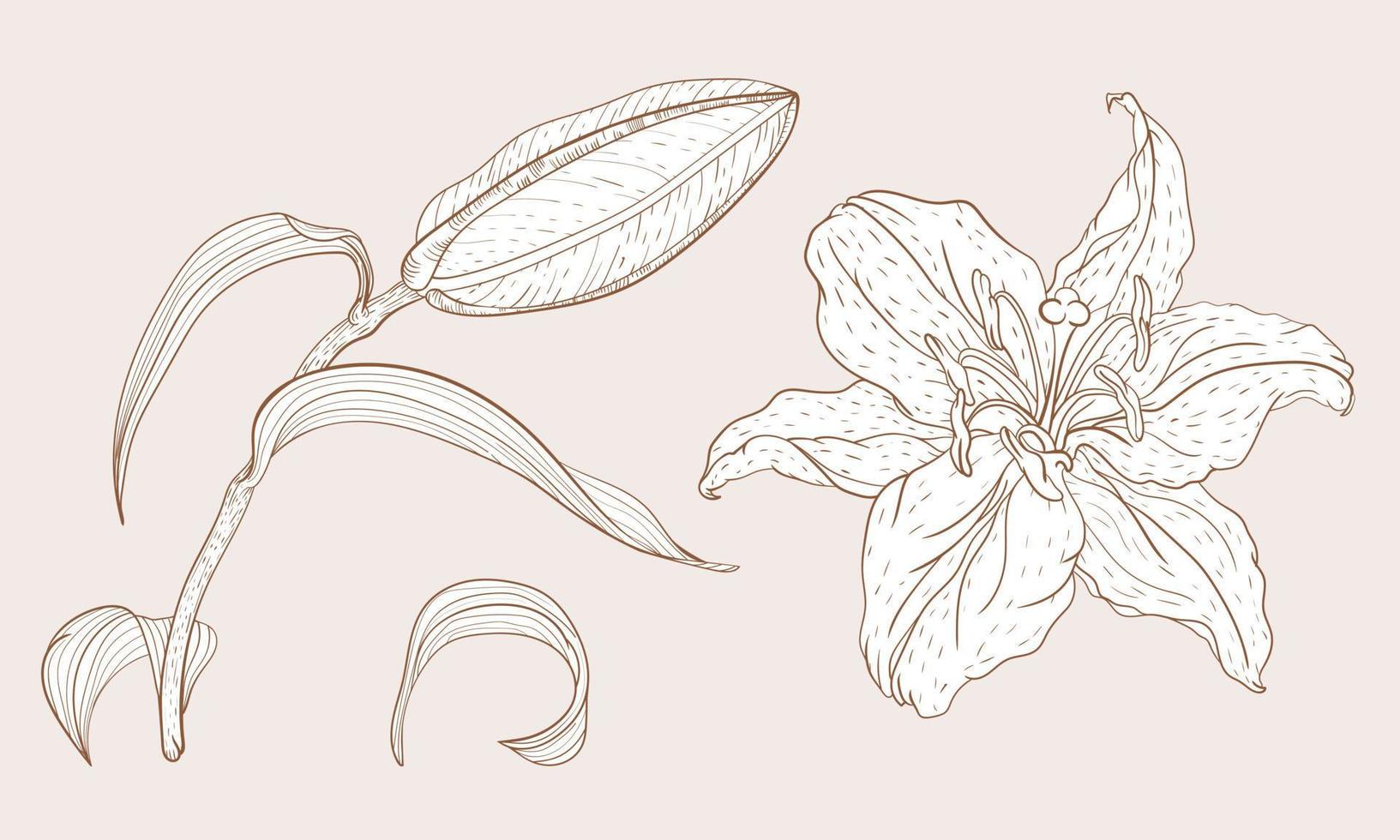 Aziatische oosterse lelieknop en bloem in vintage schetsstijl vector