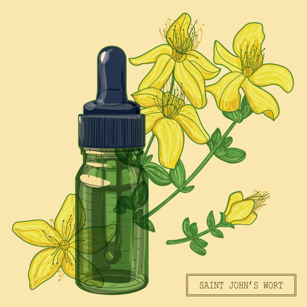 bloeiende sint-janskruidplant en groene glazen druppelaar, met de hand getekende botanische illustratie in een trendy moderne stijl vector