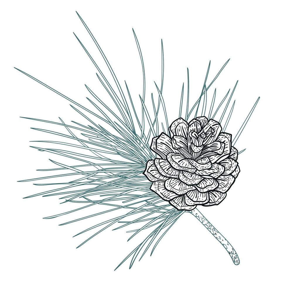 realistische cedertak met kegels, lijntekeningenillustratie vector