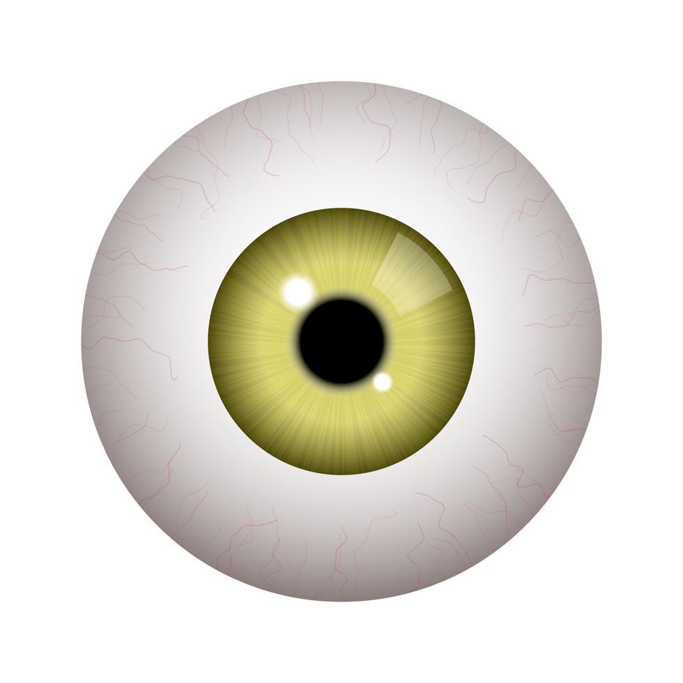 realistische menselijke oogbol vector