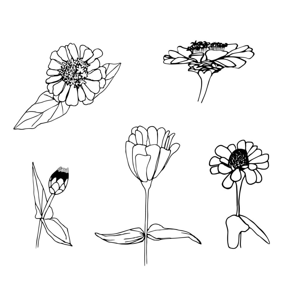 zinnia bloem hand getekende schets set. knop, bloeiende bloem, boven- en zijaanzicht. botanische schets illustratie. ontwerpelement voor kaart, poster, patroon, verpakking, textiel, uitnodiging. vector