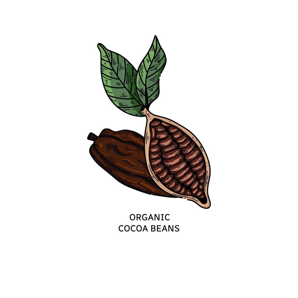 cacao vectorillustratie. hand getrokken doodle schets voor café, winkel, menu. kleurenschets cacaobonen voor chocoladeontwerp vector