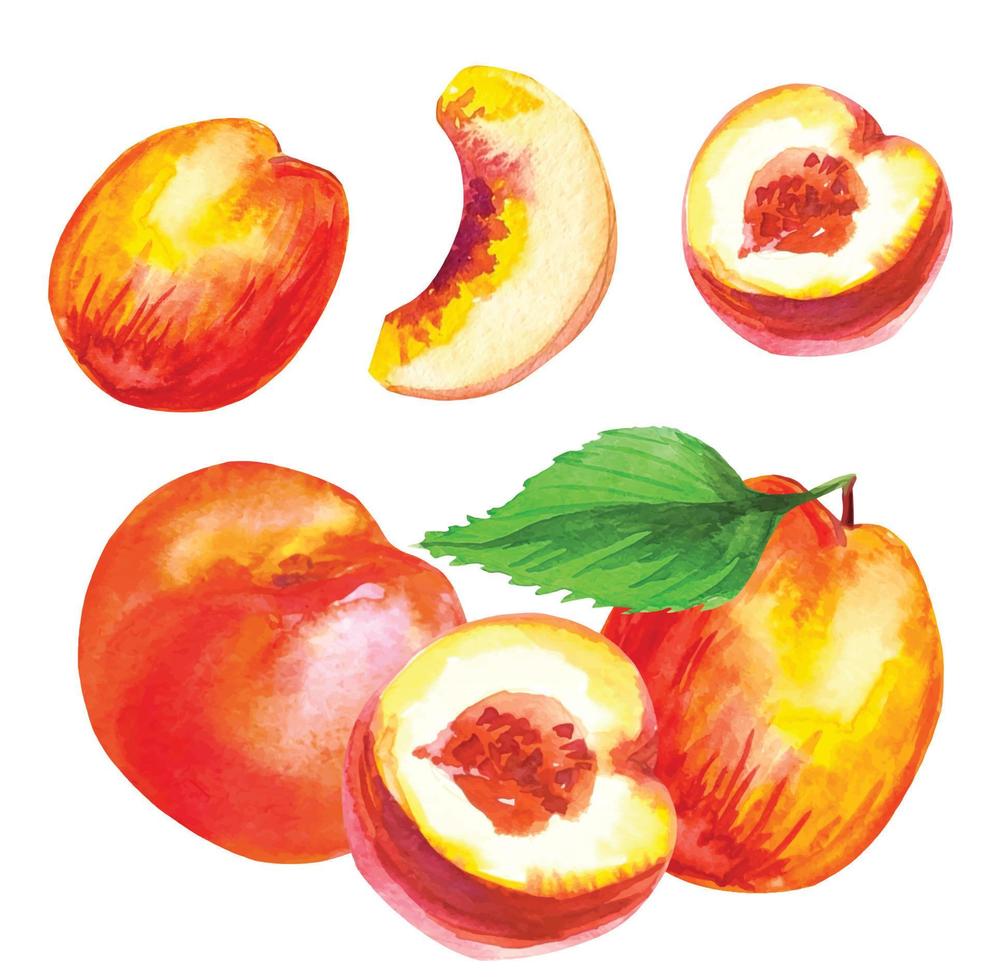 set van vruchten van rijpe perzik fruit aquarel illustratie vector