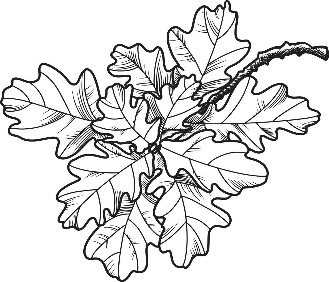 eiken tak met decoratieve bladeren op een transparante achtergrond, zwart-wit afbeelding, lijn, vector afbeelding