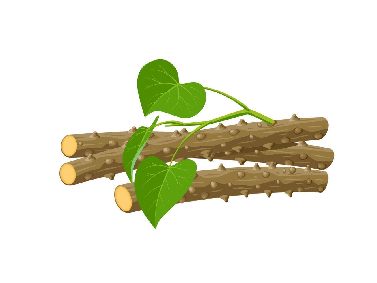 vectorillustratie, guduchi of tinospora cordifolia, ayurvedische kruidenplant, geïsoleerd op een witte achtergrond. vector