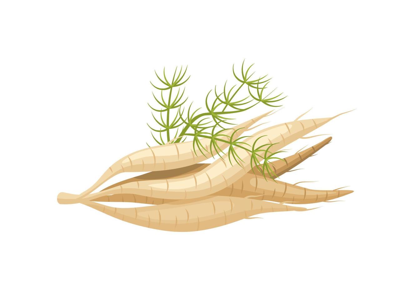 vectorillustratie, shatavari wortel of asperges racemosus, geïsoleerd op een witte achtergrond, kruidenplant met geneeskrachtige eigenschappen. vector