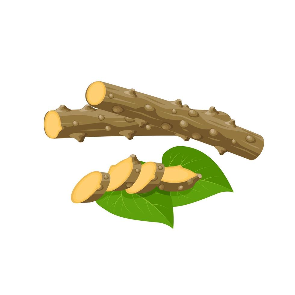 vectorillustratie, guduchi of tinospora cordifolia, met verse plakjes en bladeren, ayurvedische kruidenplant, geïsoleerd op een witte achtergrond. vector