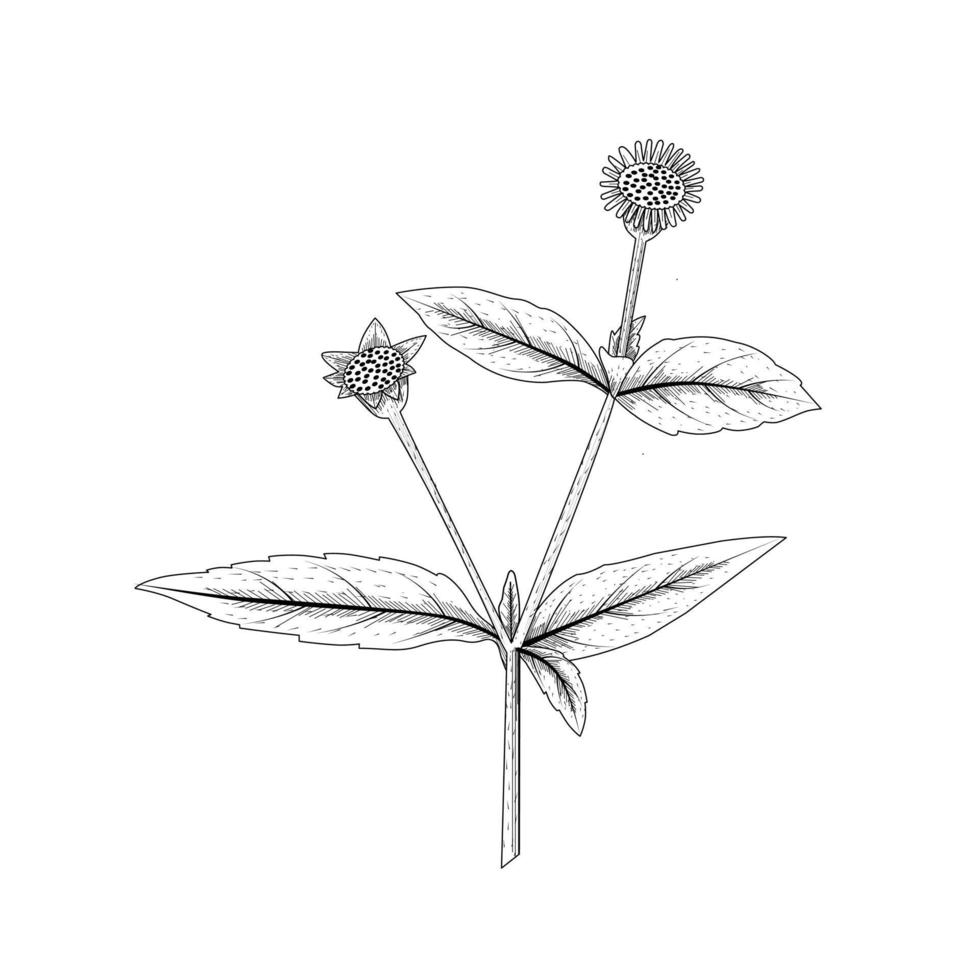 bhringraj-schets of eclipta alba of eclipta prostrata, ook bekend als valse madeliefjes, is een effectieve medicinale kruidenplant in de ayurvedische geneeskunde. vectorillustratie. vector