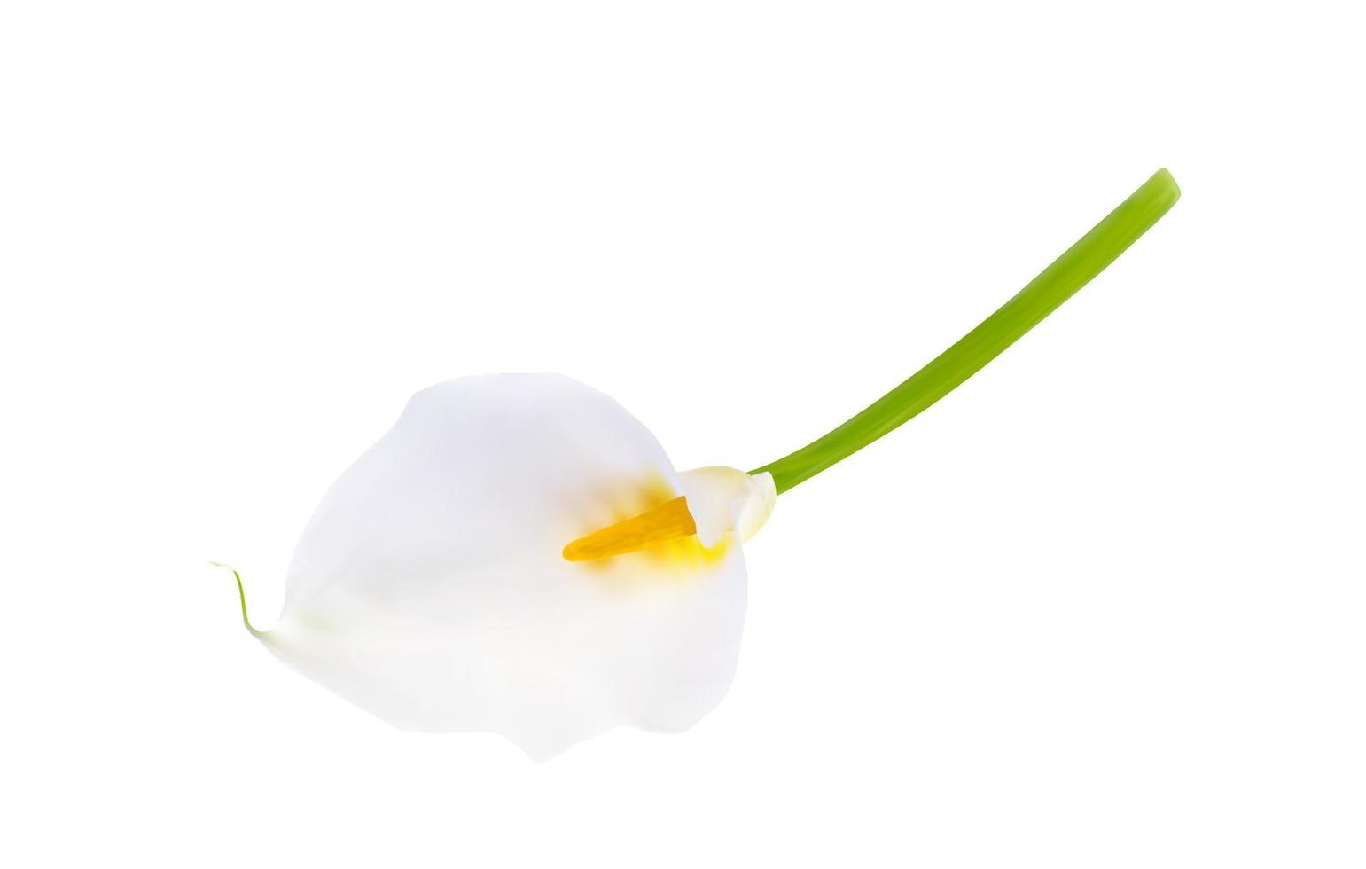 kleurrijke naturalistische bloem calla. vectorillustratie. vector