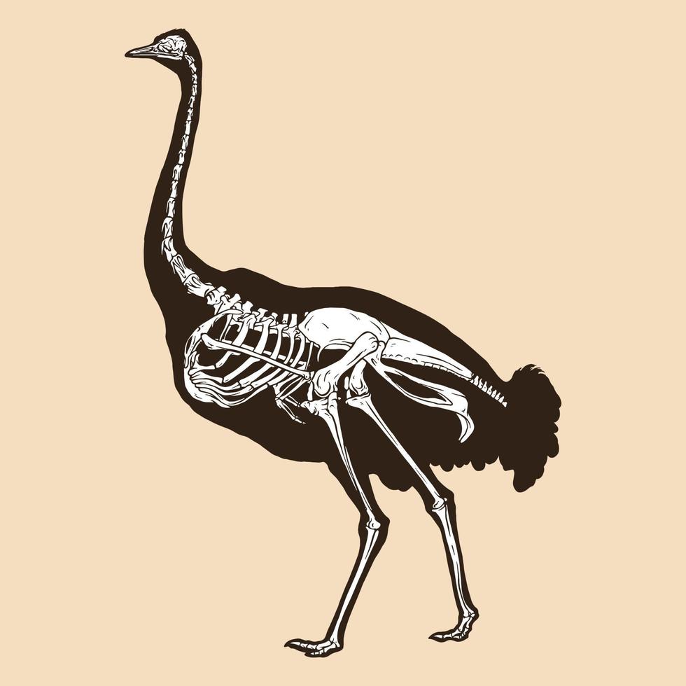 skelet struisvogel vectorillustratie vector