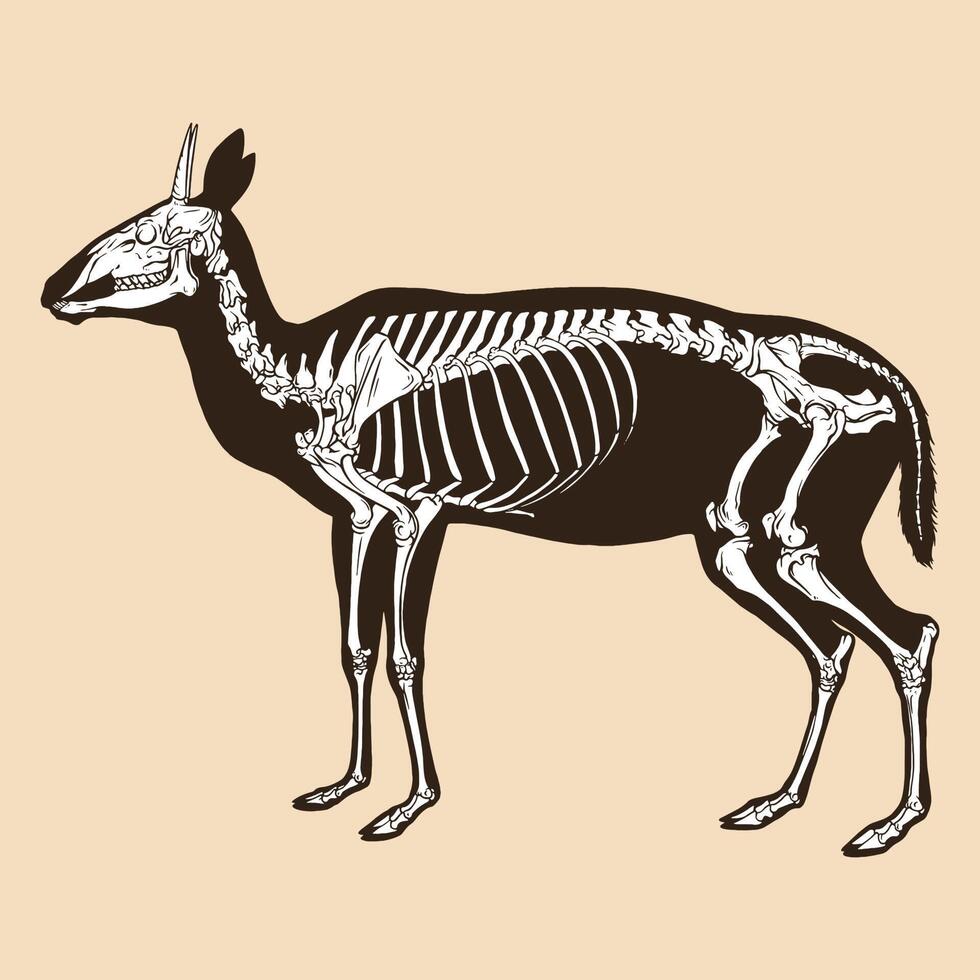 skelethert met korte hoorns vectorillustratie vector