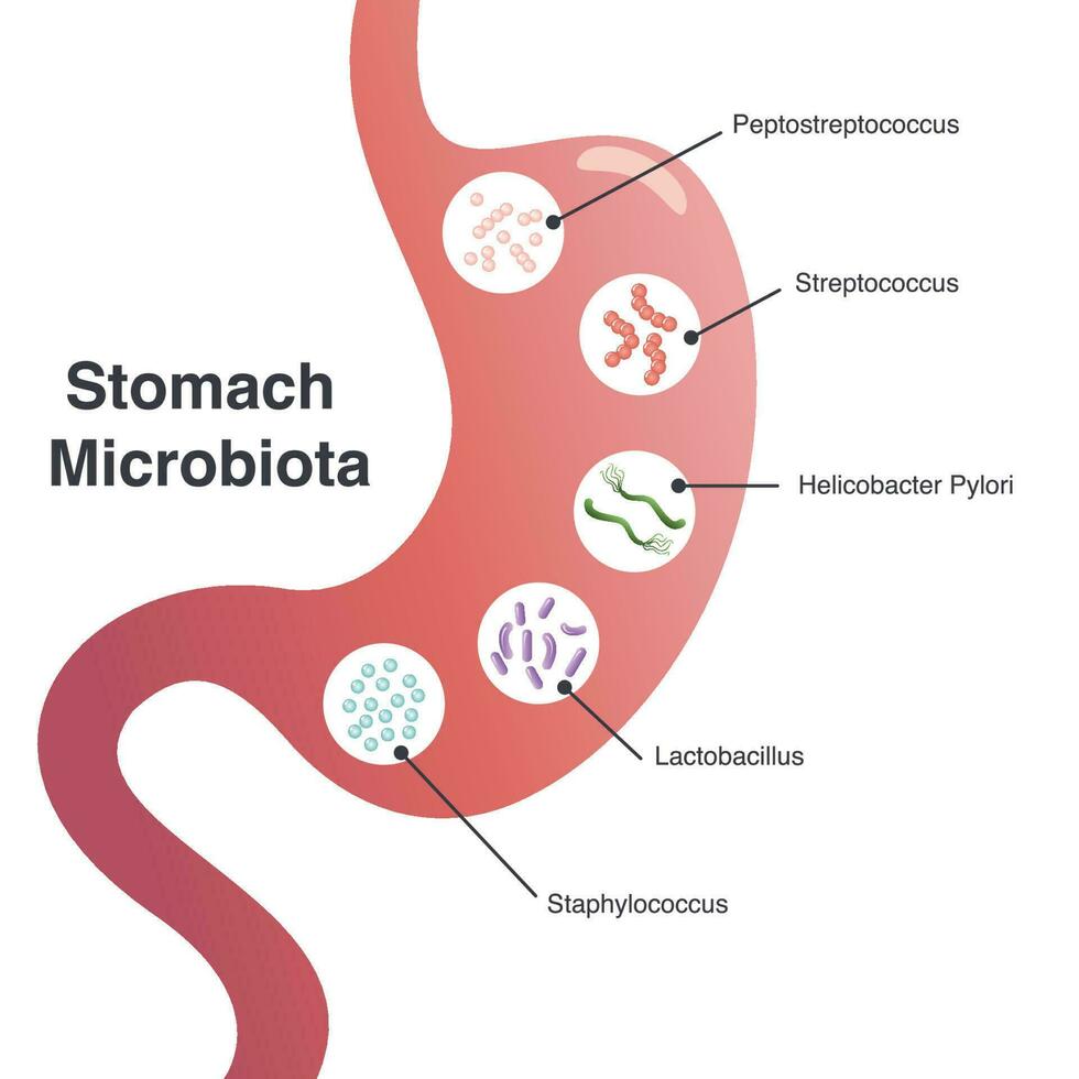 vectorillustratieafbeelding van de maagmicrobiota vector