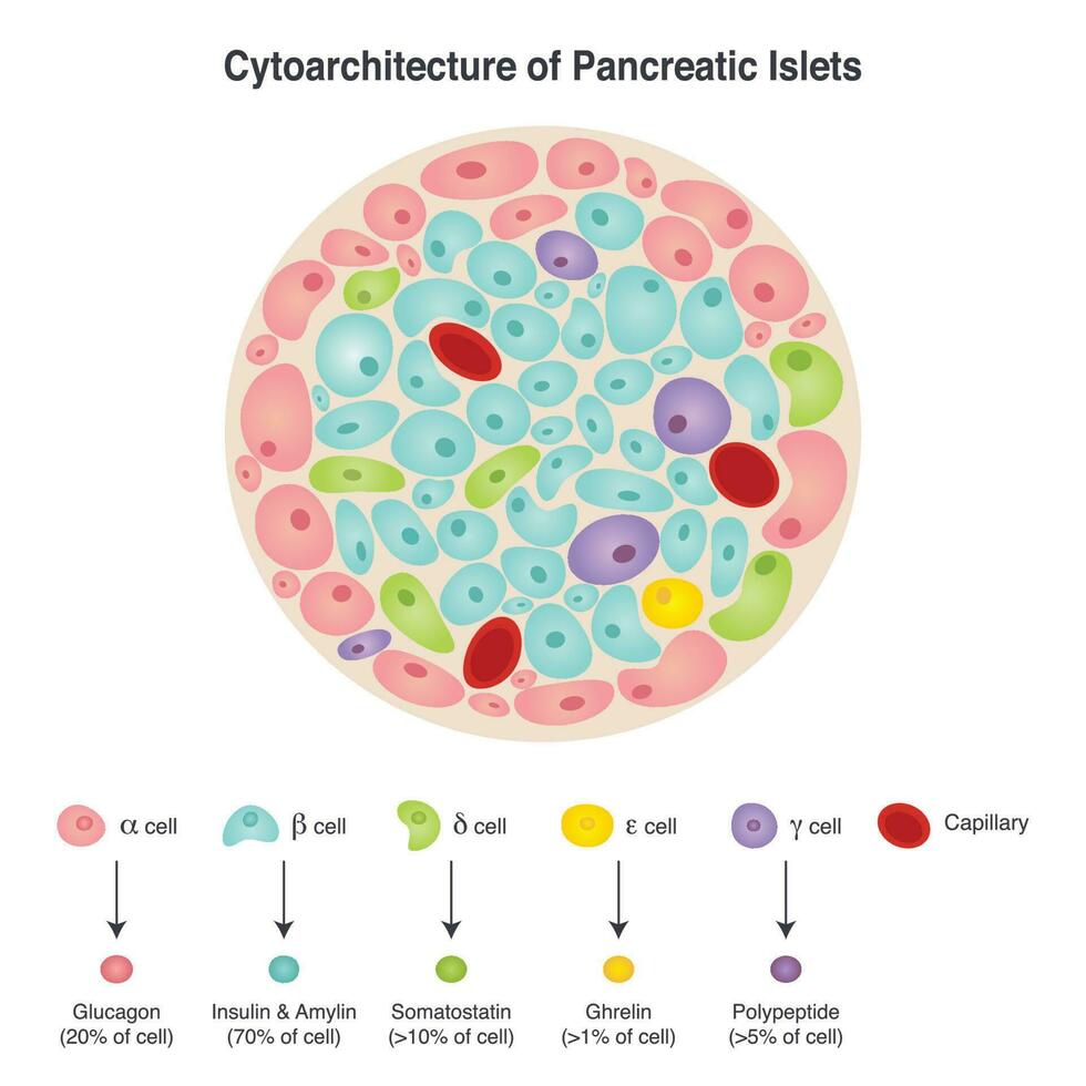 cytoarchitectuur van pancreaseilandjesdiagram vector