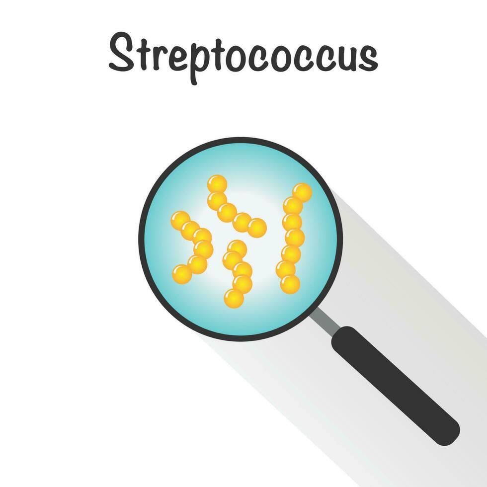 streptokokken in vergrootglas vector