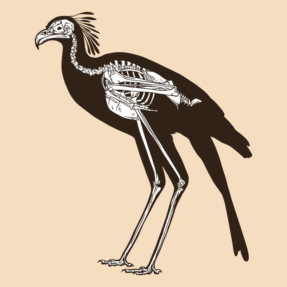 skelet secretaris vogel vectorillustratie vector