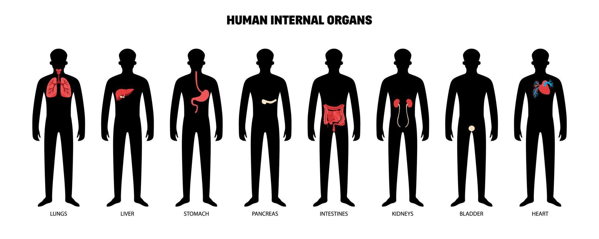 menselijke interne organen set vector