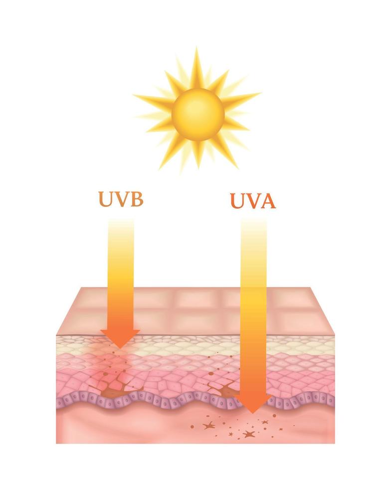 illustratie van huidlagen vector