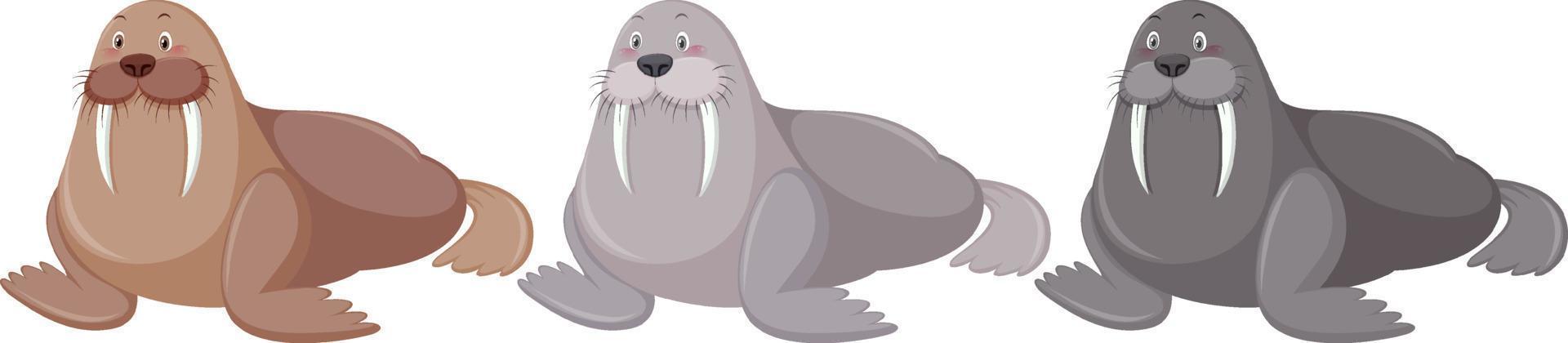 drie walrus in verschillende kleuren vector