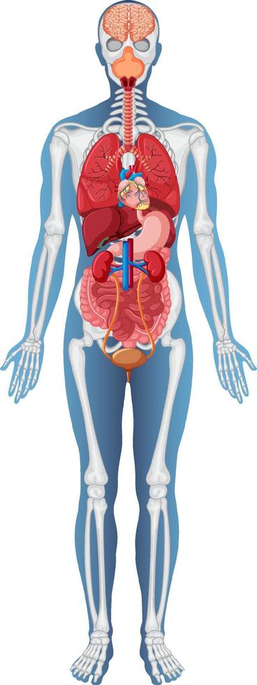 anatomische structuur menselijk lichaam vector