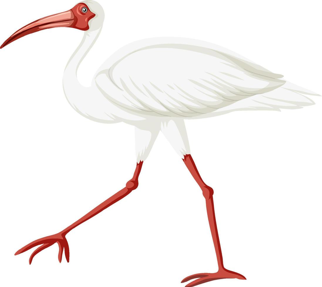 Amerikaanse witte ibis geïsoleerd vector