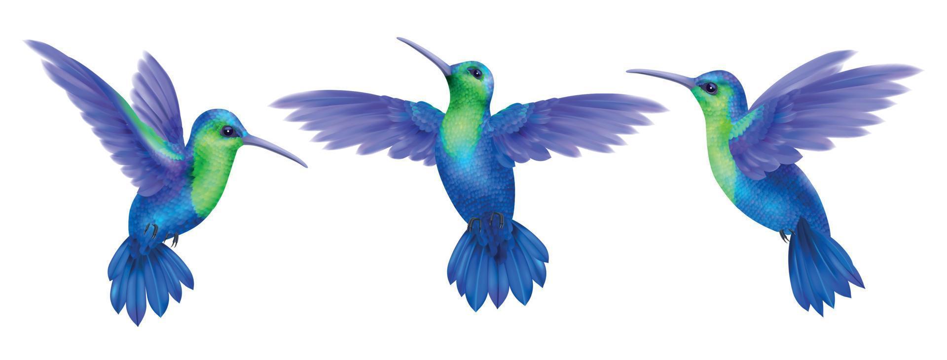 kolibrie realistische set vector