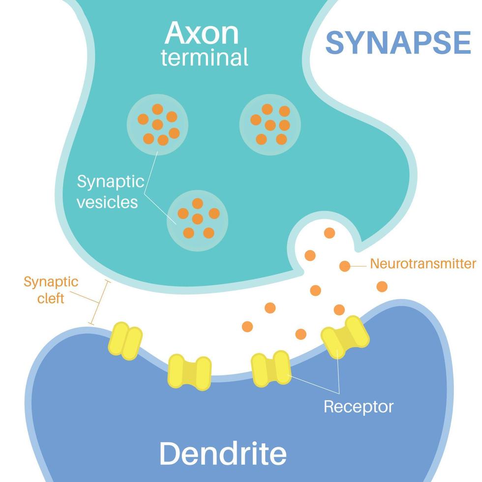synaps is een structuur die een neuron mogelijk maakt. vector