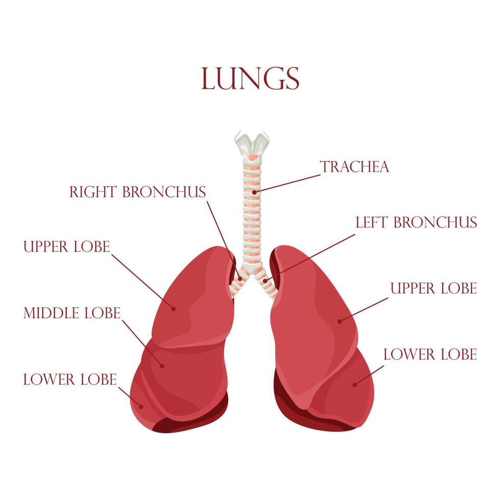diagram van menselijke longen en luchtpijp, ademhalingssysteem, gezonde longen icoon. vectorillustratie geïsoleerd op een witte achtergrond. vector