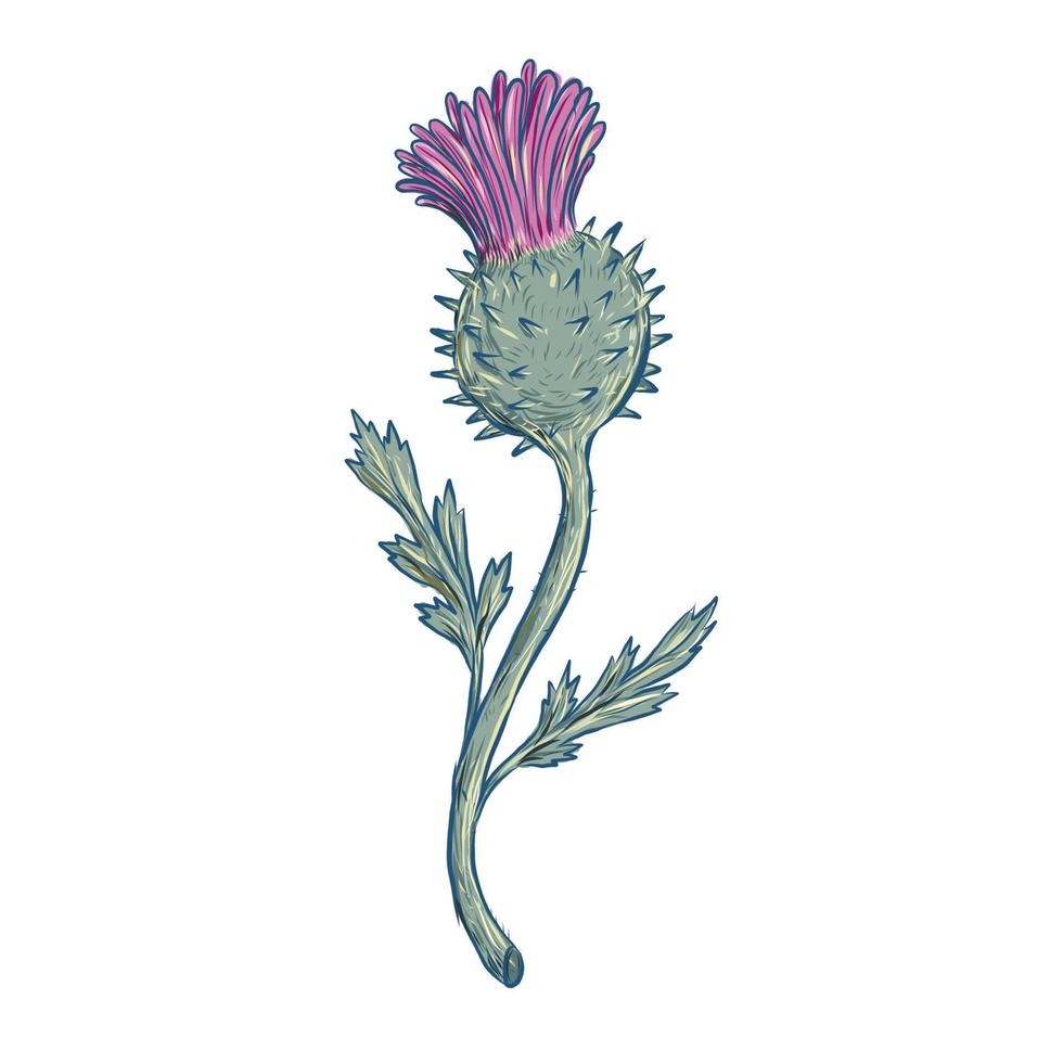 schotse distel tekening vector