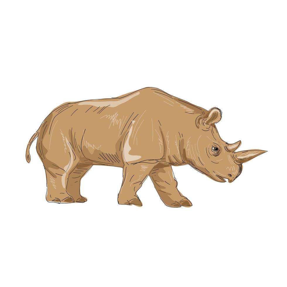 noordelijke witte neushoorn zijtekening vector