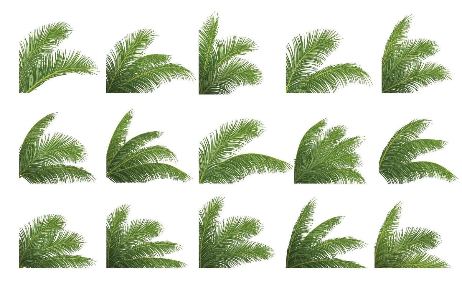palmtak, kokosblad, tropische plant vector