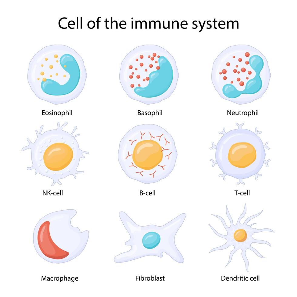 cellen van het immuunsysteem. leukocyten of witte bloedcellen eosinofielen, neutrofielen, basofielen, macrofagen, fibroblasten en dendritische cellen. vector