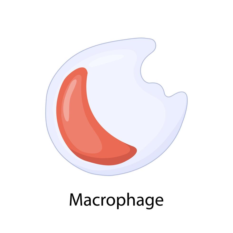 structuur van een monocyt. macrofaag. leukocyten immuniteit. leukocyt. vectorillustratie op een geïsoleerde achtergrond. vector