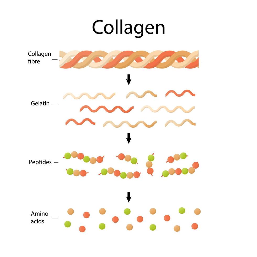 aminozuren, peptiden, collageen. medische illustratie in cartoon-stijl. vector