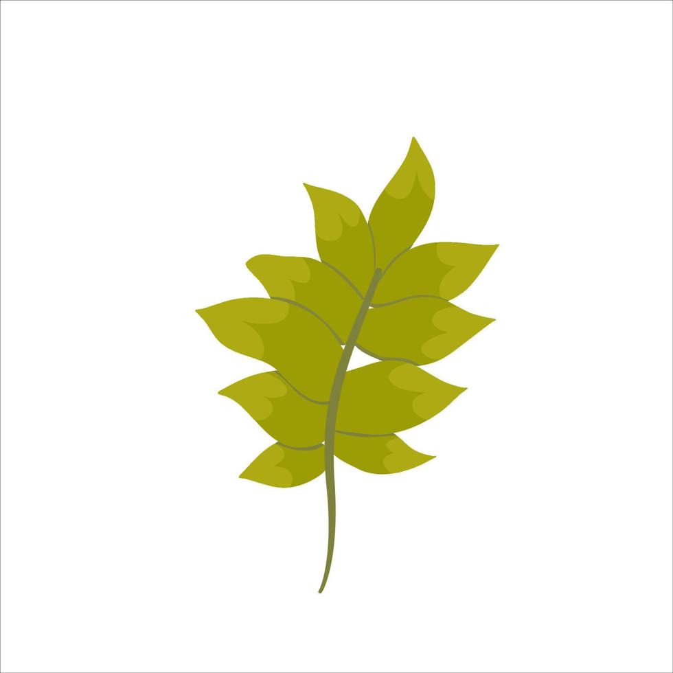 groene blad plat geïsoleerde illustratie. gebladerte uit tuin of bos, van een boom milieuvriendelijke organische decoratie. natuurlijk zomergroen. vectorillustratie. bloemen tak. groene kleur vector