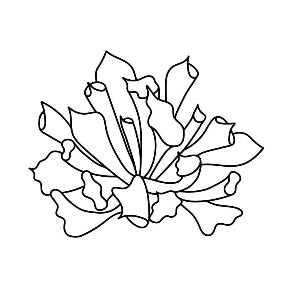 sappige echeveria in doodle stijl, vectorillustratie. woestijnbloem voor print en design. schets Mexicaanse plant, grafisch geïsoleerd element op een witte achtergrond. kamerplant voor decor interieur vector