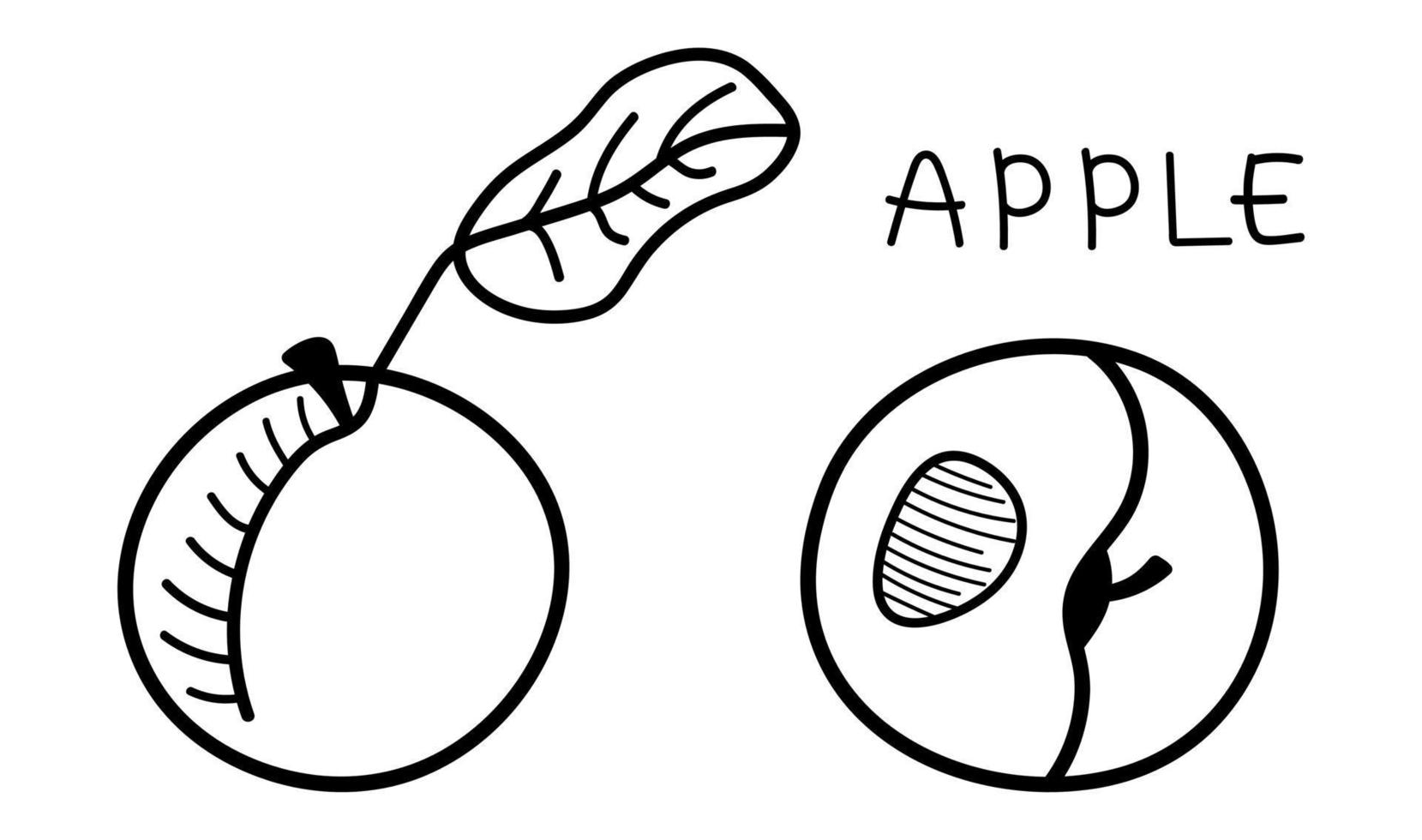hand getrokken appels geïsoleerd. vector doodle vruchten appels illustratie.
