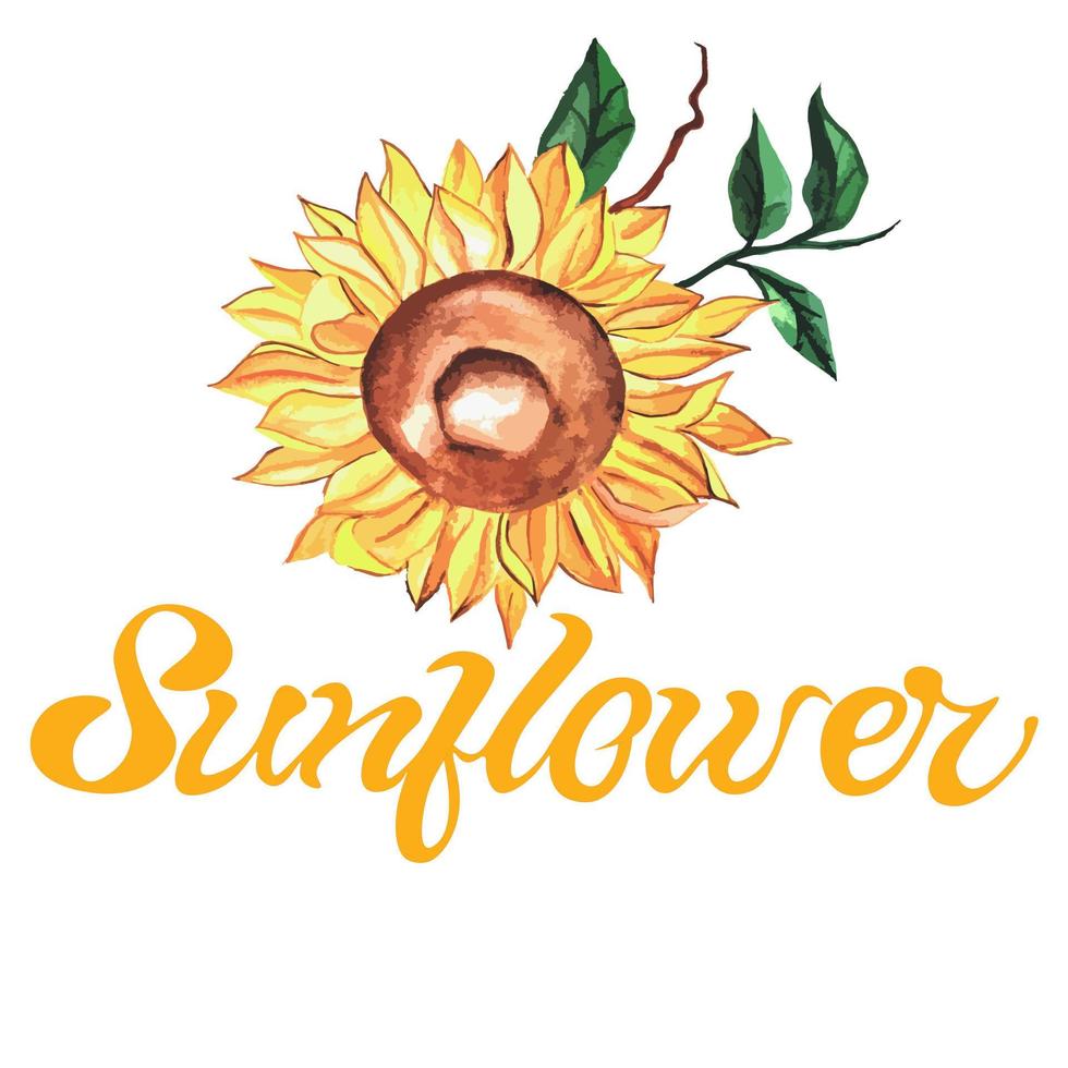 heldere aquarel zonnebloem met groene bladeren op witte achtergrond met handgeschreven inscriptie zonnebloem. geschikt voor ansichtkaarten, patroonelementen, op t-shirt of servetten. vector