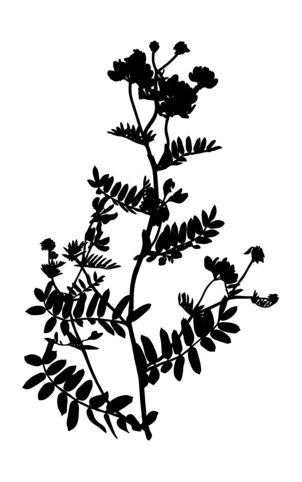 wilde bloemen silhouet geïsoleerd op een witte achtergrond. weide bloem. vectorillustratie. vector