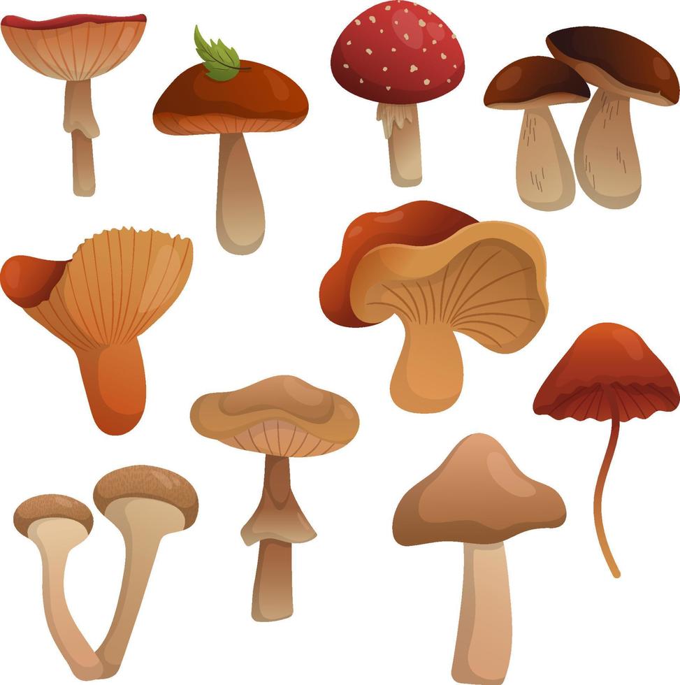 vector set met champignons. vliegenzwam, fuut, eekhoorntjesbrood, etc.