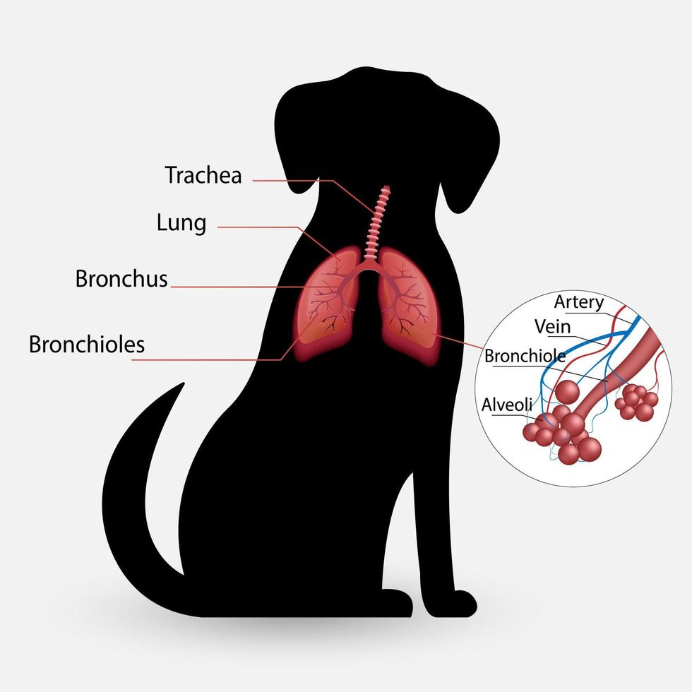 hond vector ademhalingssysteem, longblaasjes.