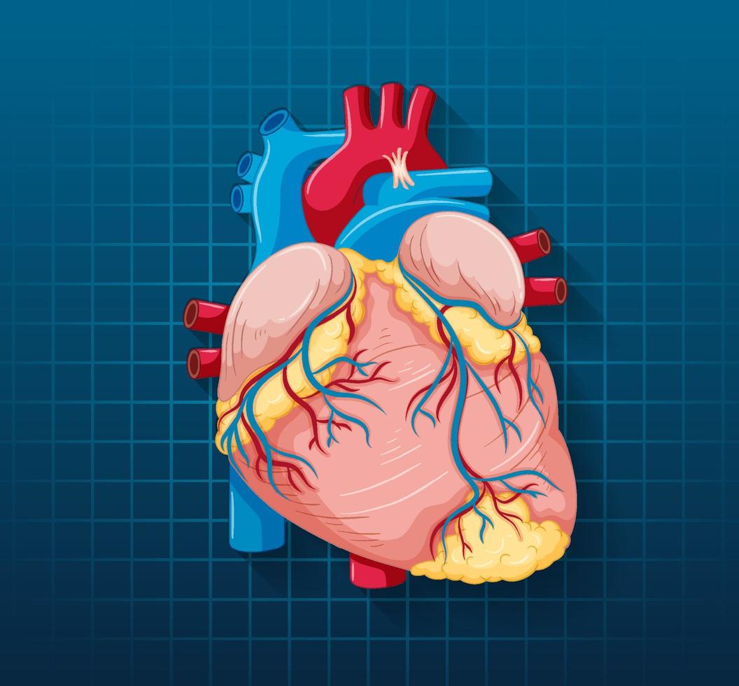 menselijk inwendig orgaan met hart vector