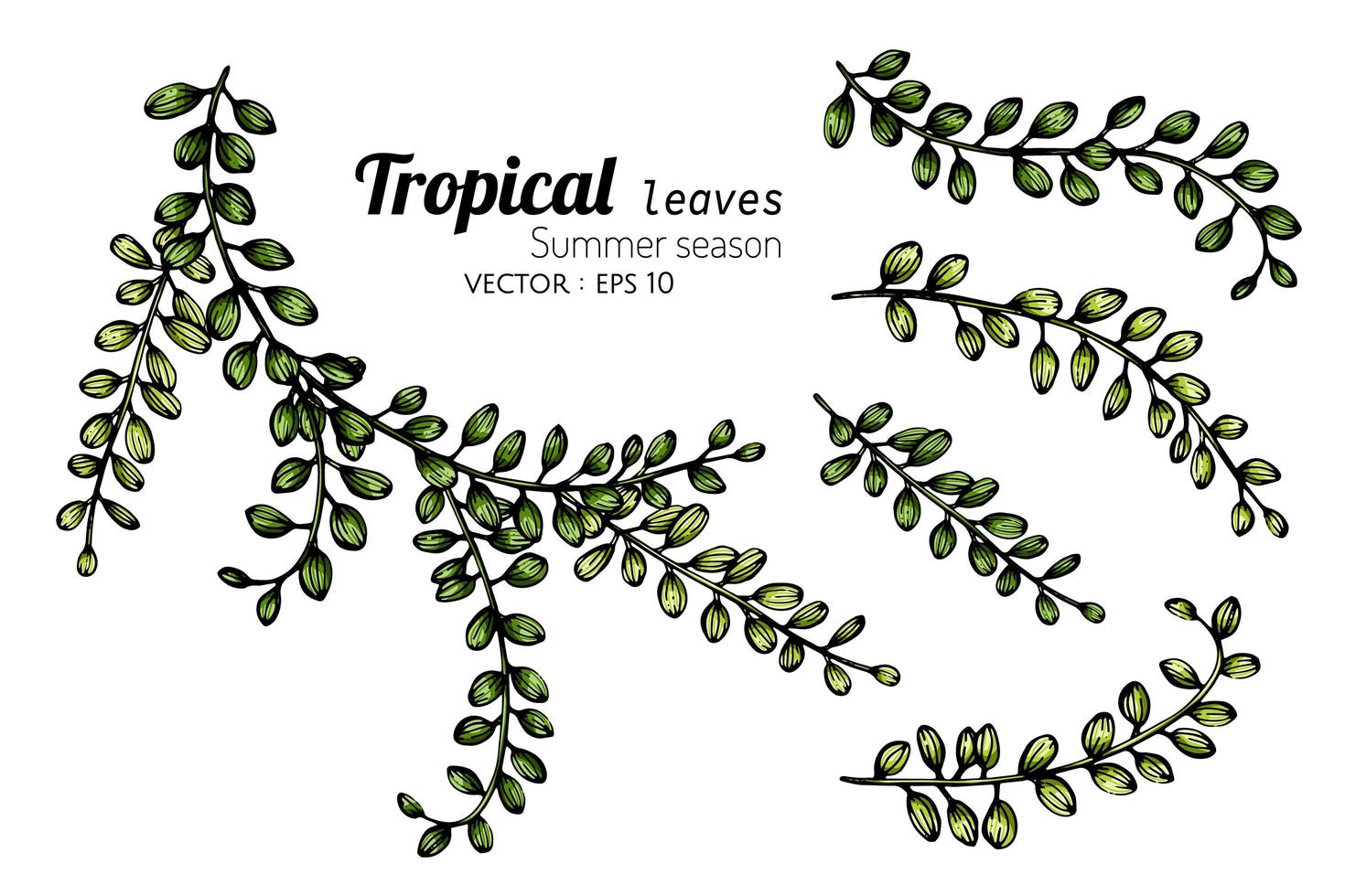 set van tropische bladknoppen vector