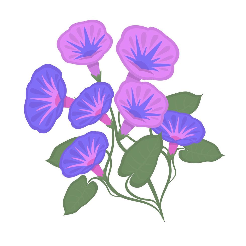 morning glories, kleurrijke illustratie vector