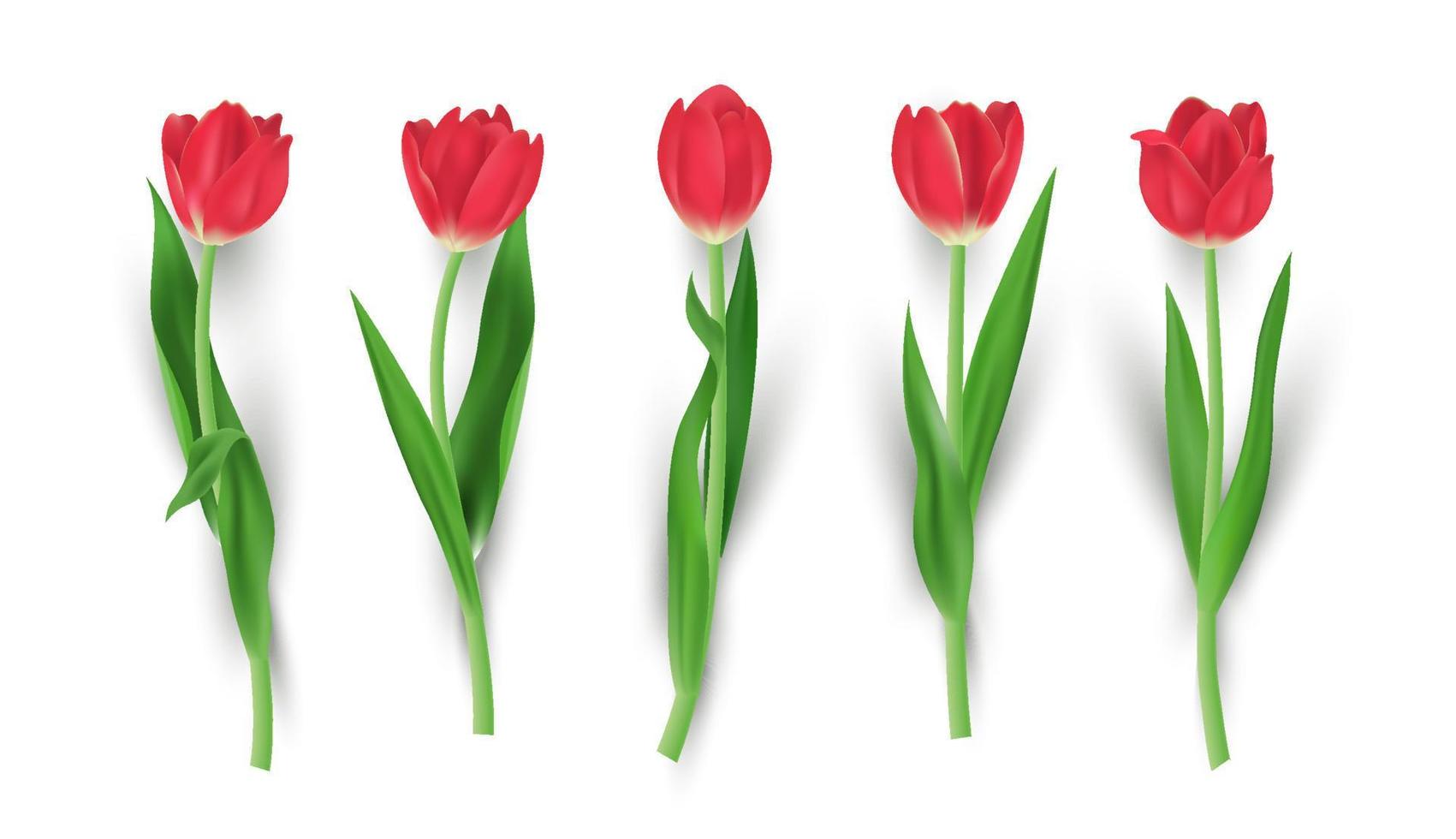 set van realistische rode tulpenbloem geïsoleerde vectorillustratie vector