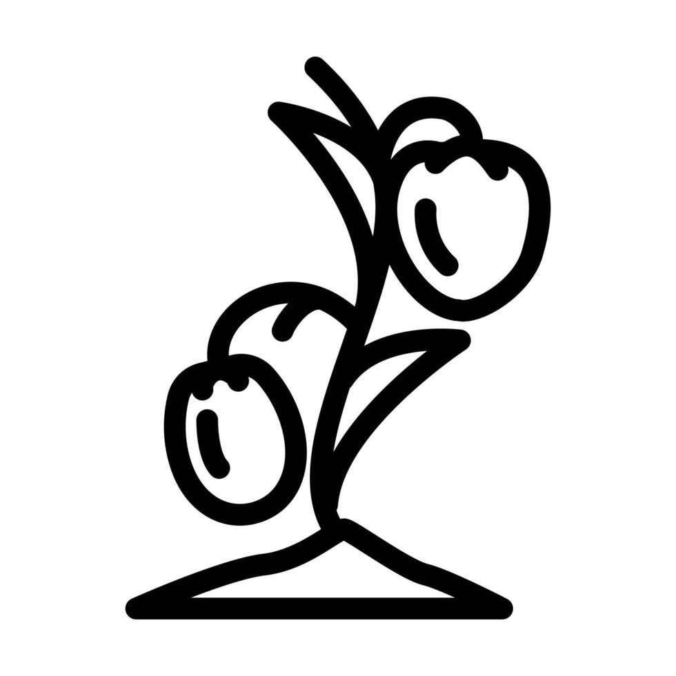 zaailing tomaat lijn pictogram vectorillustratie vector